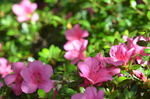 杜鹃花