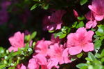 杜鹃花