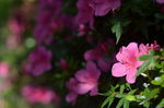 杜鹃花