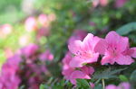 杜鹃花