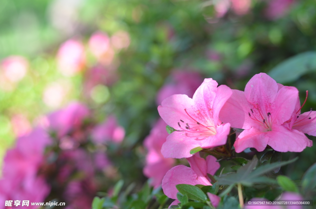 杜鹃花
