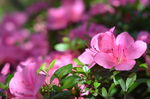 杜鹃花