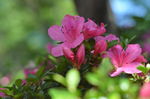 杜鹃花