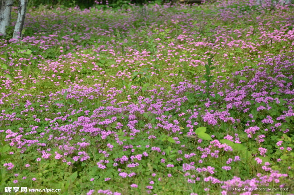 红花酢浆草