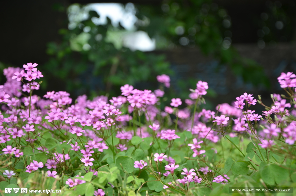 红花酢浆草