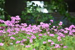 红花酢浆草
