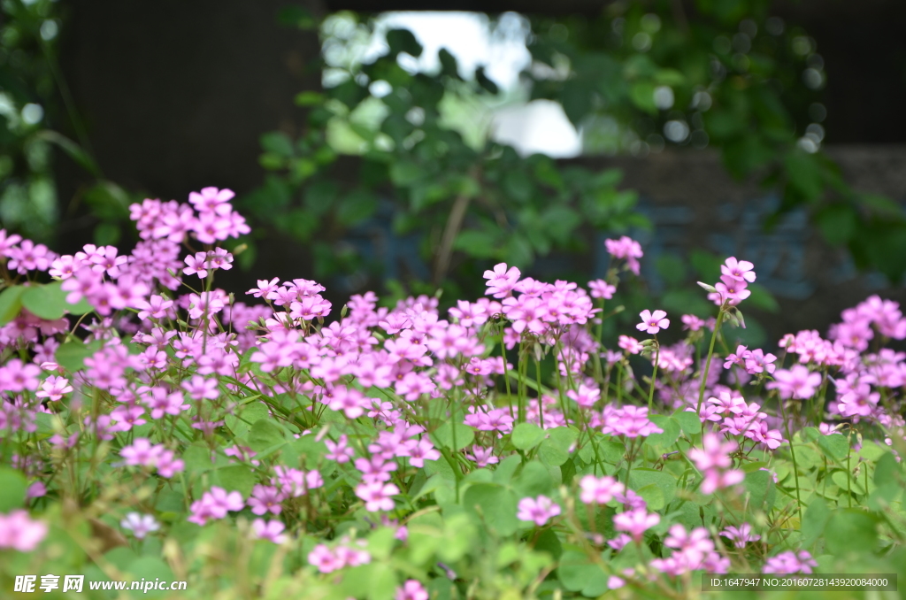 红花酢浆草