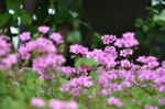 红花酢浆草