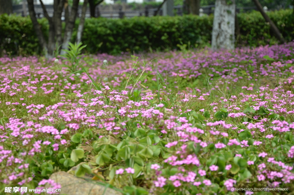 红花酢浆草