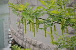 枫杨