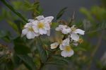 小白花