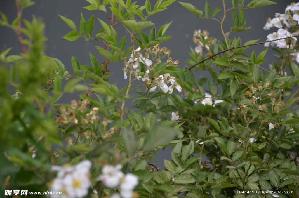 小白花