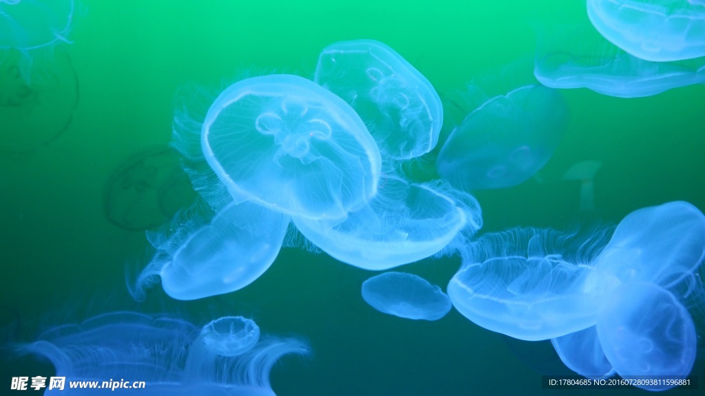 水母