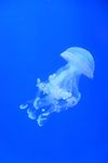 水母