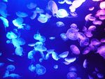 水母