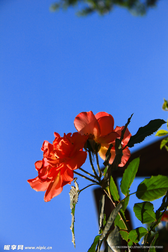 月季花
