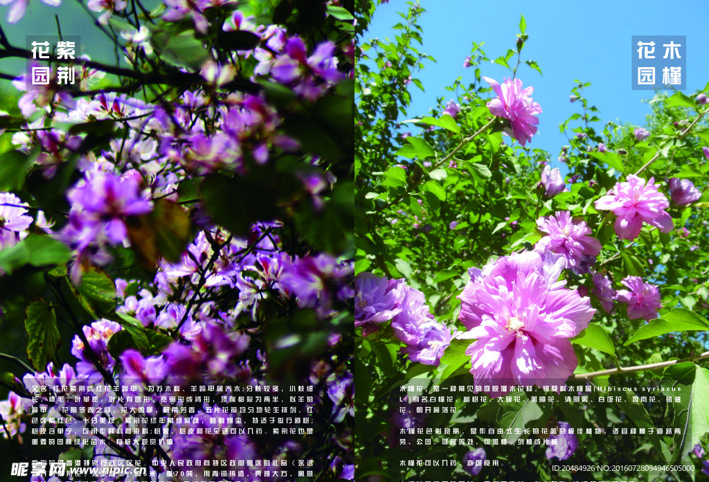 画册内页