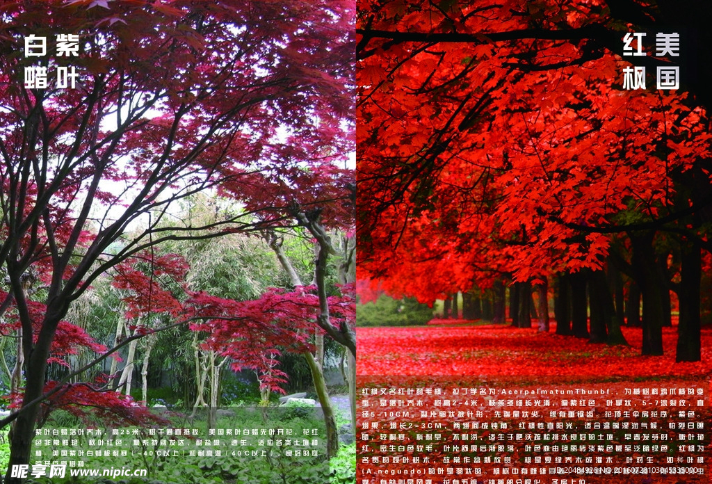 画册内页