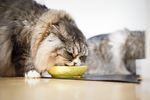 猫咪