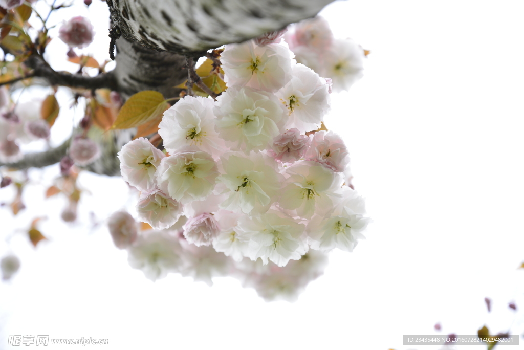 樱花