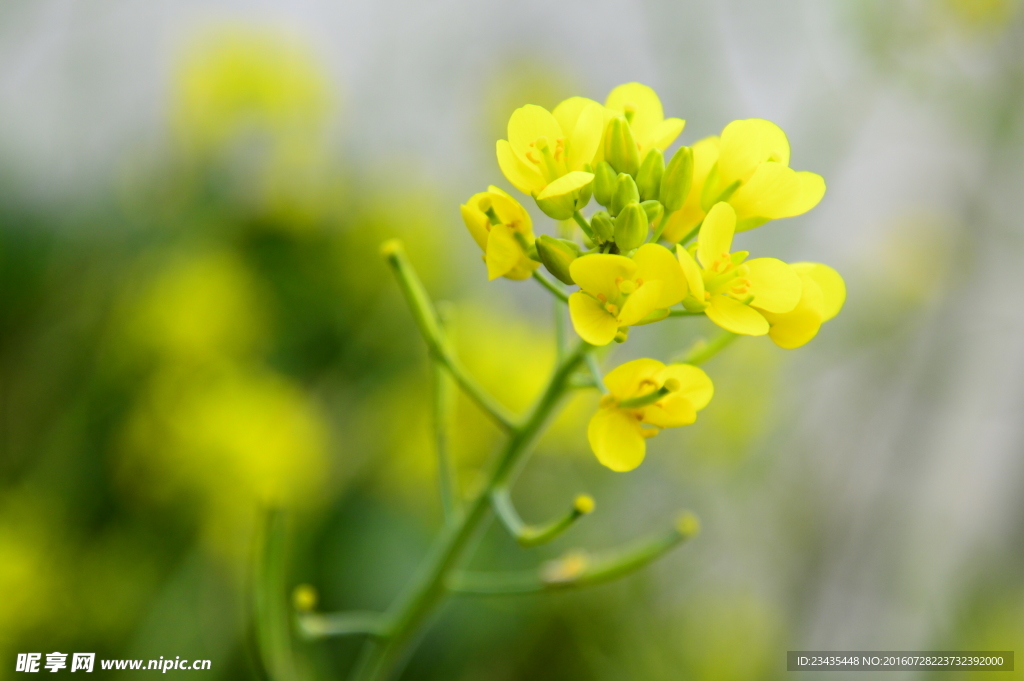 油菜花