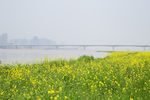 油菜花