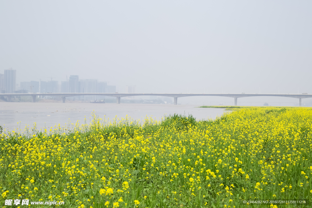 油菜花