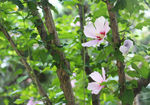 木槿花