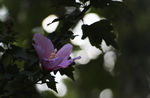 木槿花