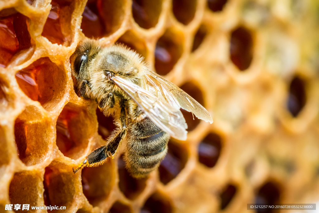 蜜蜂与蜂巢