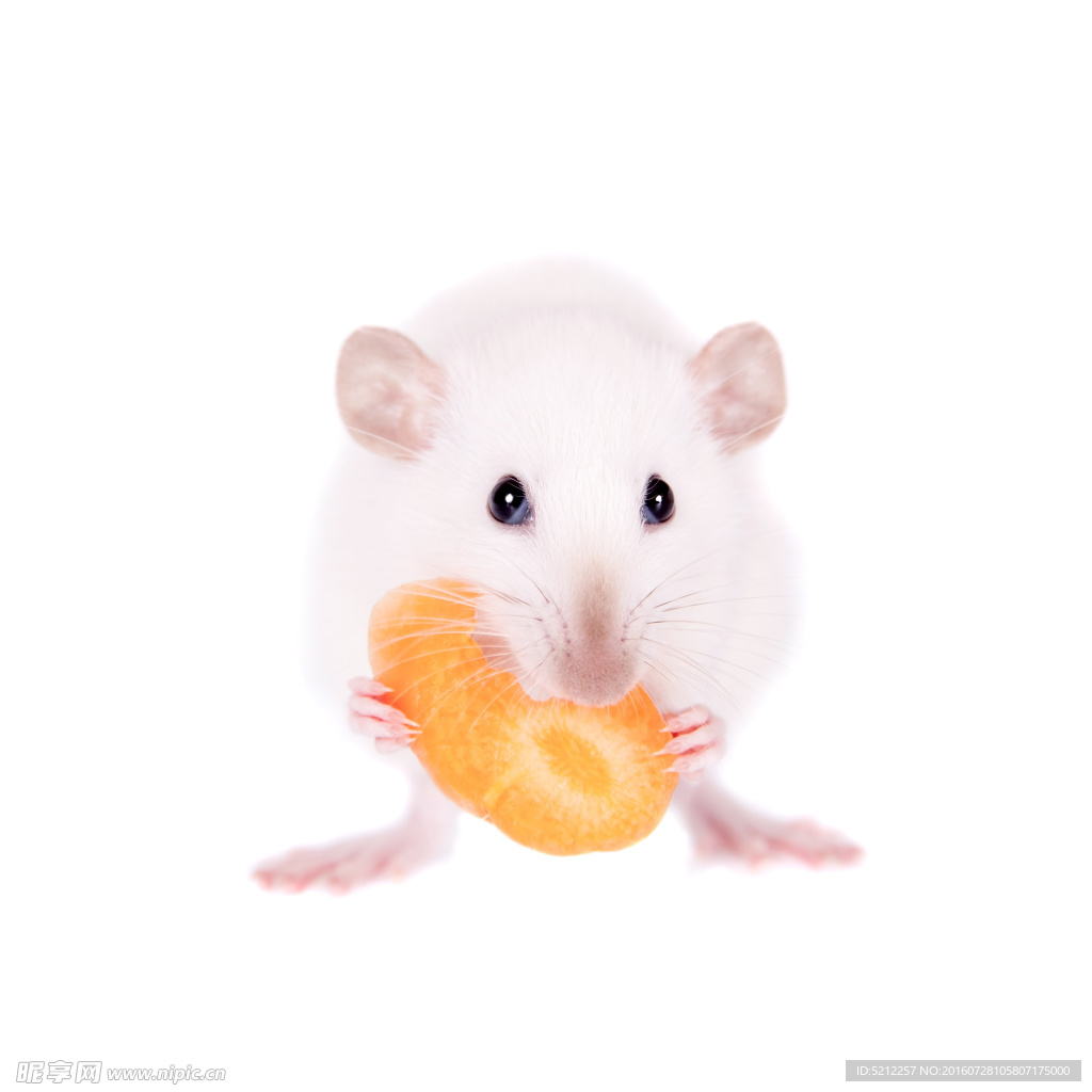 小白鼠恒温饲养箱（大鼠、小鼠）-化工仪器网