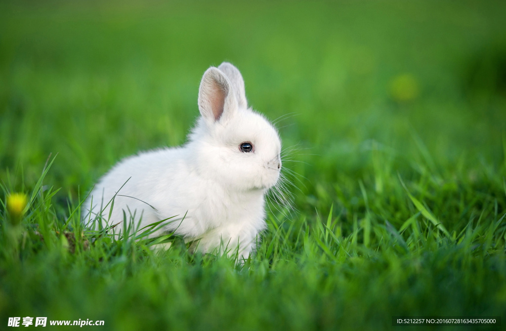 高清小白兔