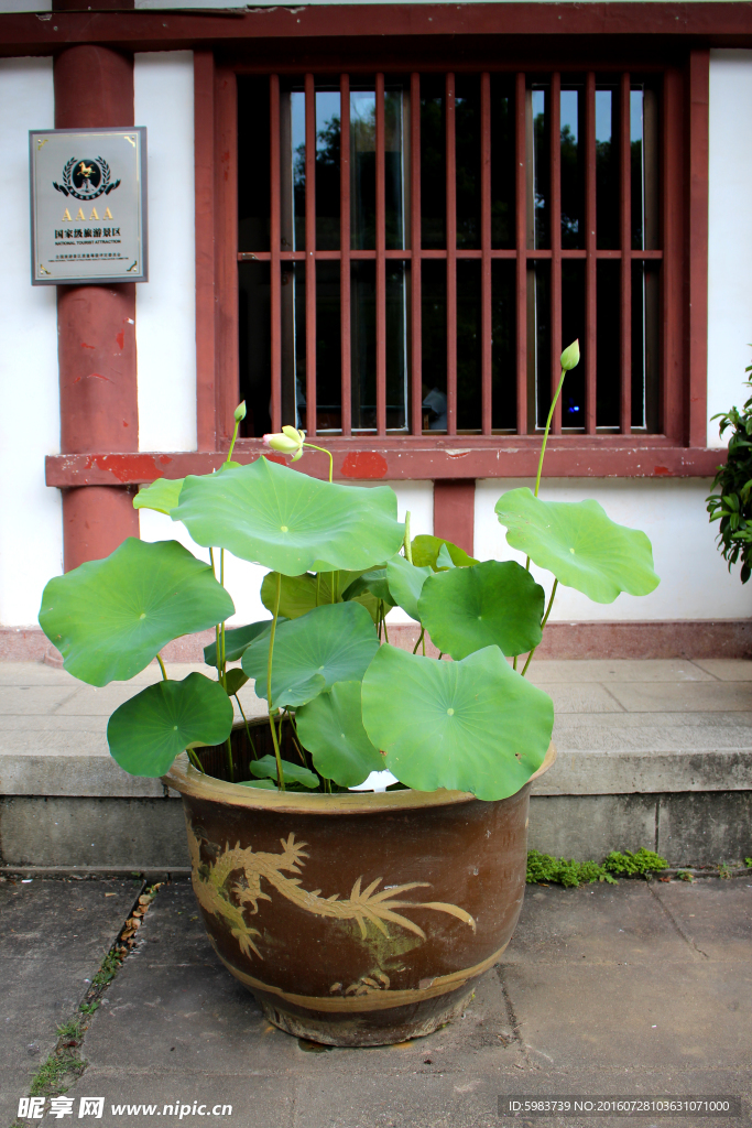 荷花