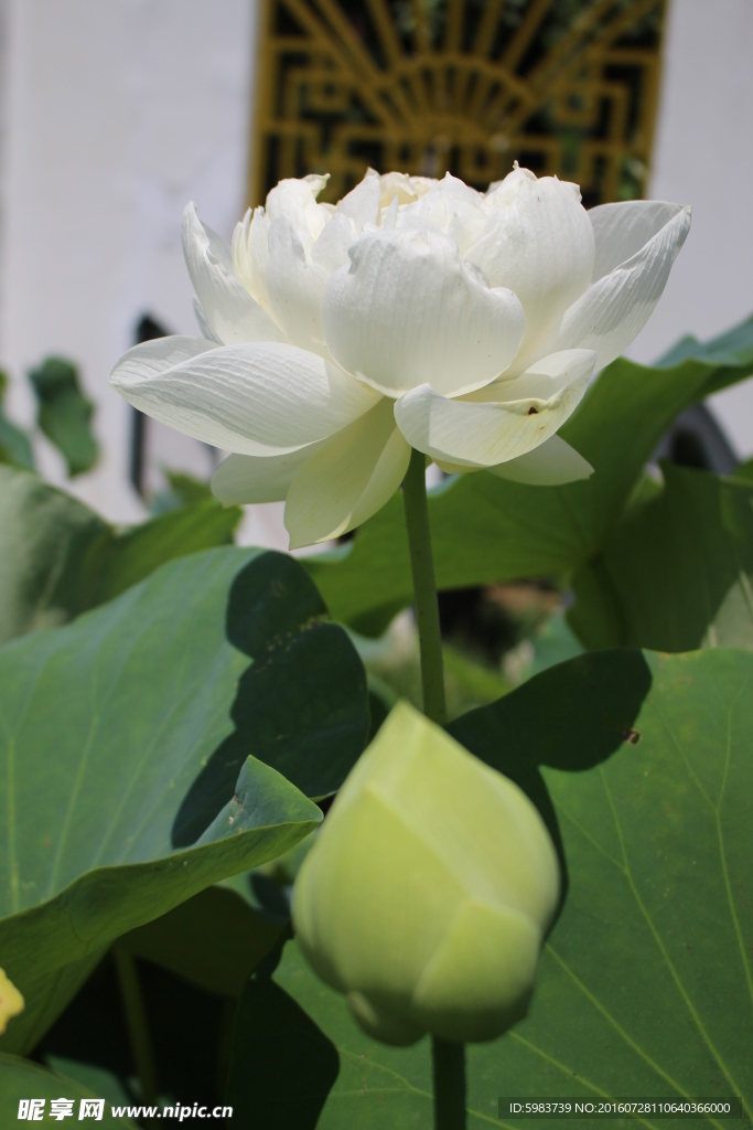 荷花