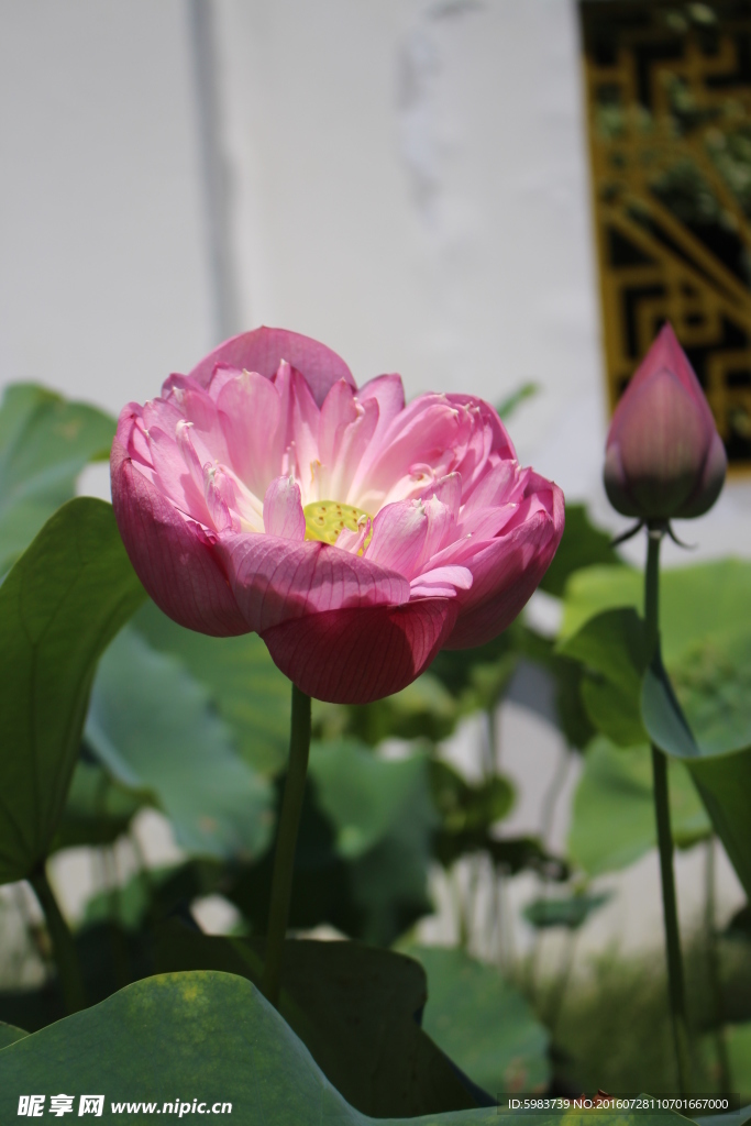 荷花