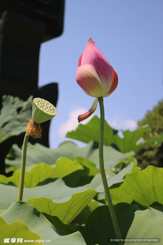 荷花