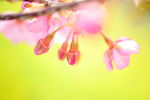 粉红小花