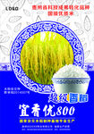 宜香优800