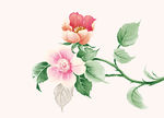牡丹花