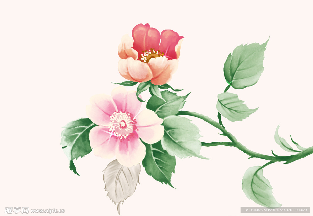 牡丹花