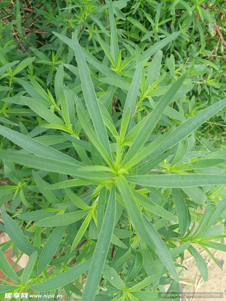 绿色植物