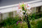 柱状花蕊