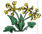 黄色的花