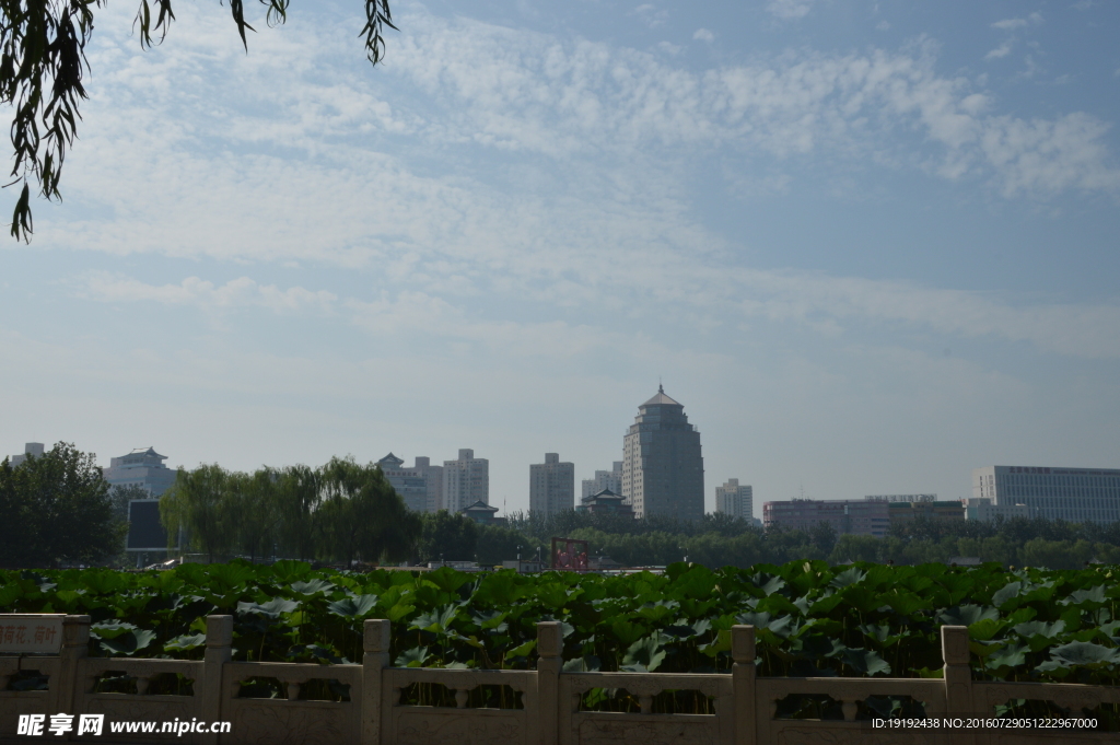莲花池风景