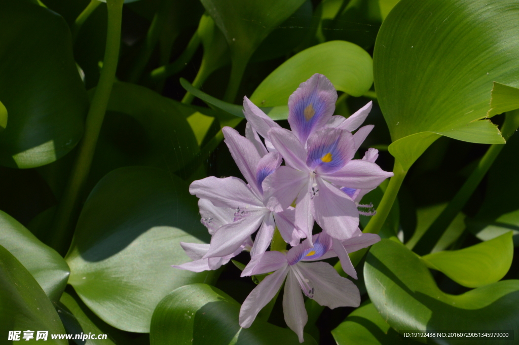 水葫芦