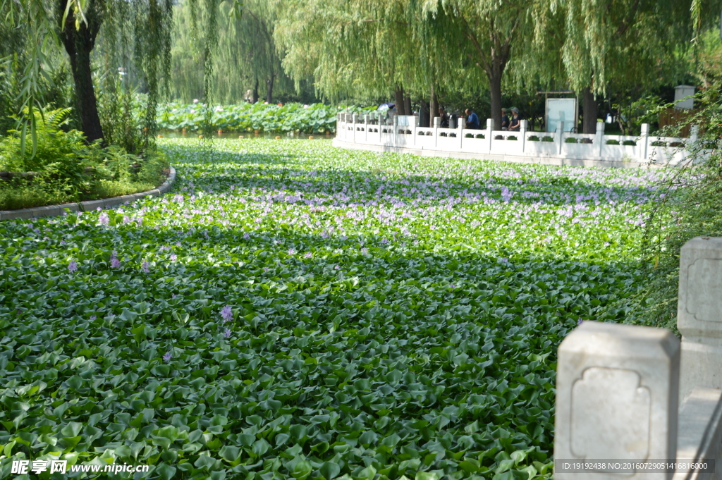 莲花池美景