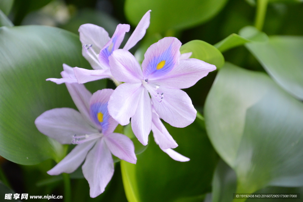 水葫芦