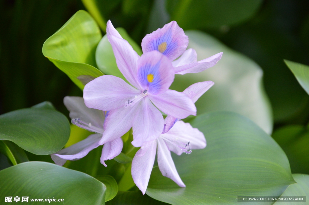 水葫芦