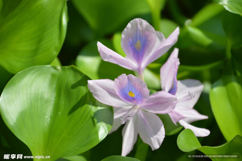 水葫芦