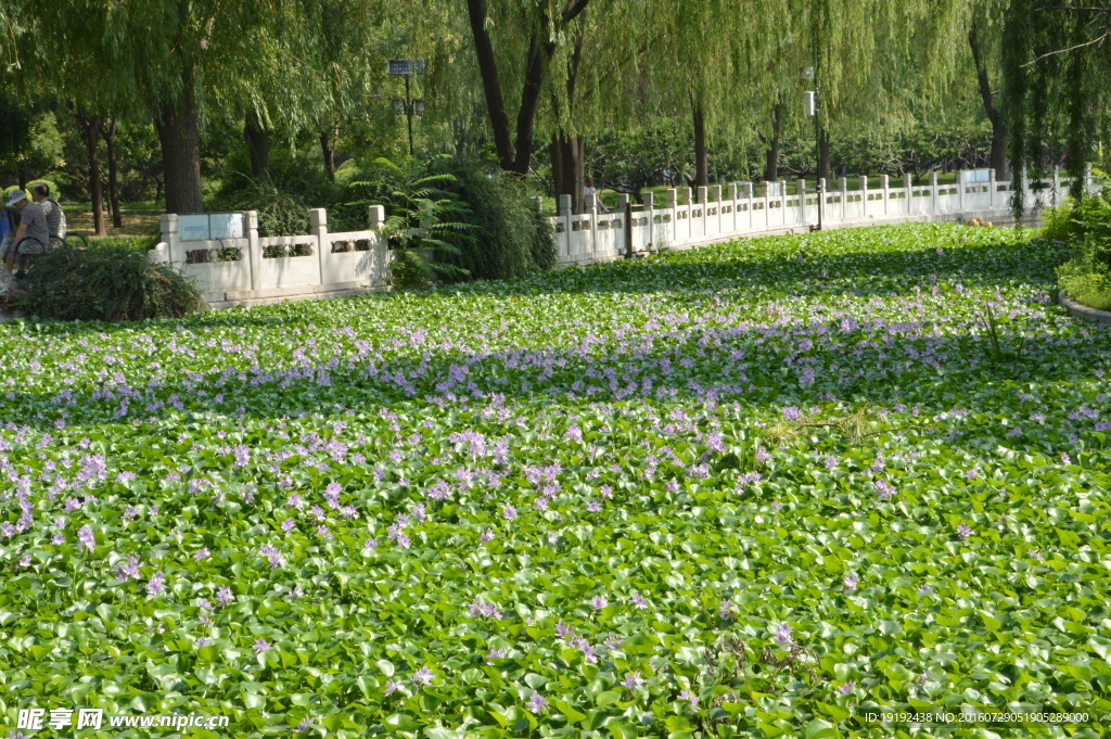 莲花池美景